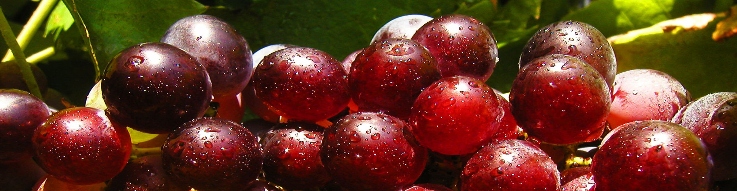 Uva rossa Nero D'Avola
